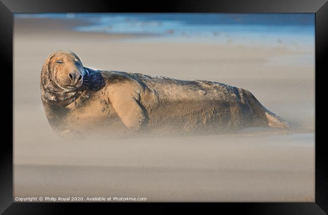 A Grey Seal in Drifting Sand with eyes closed Framed Print by Philip Royal