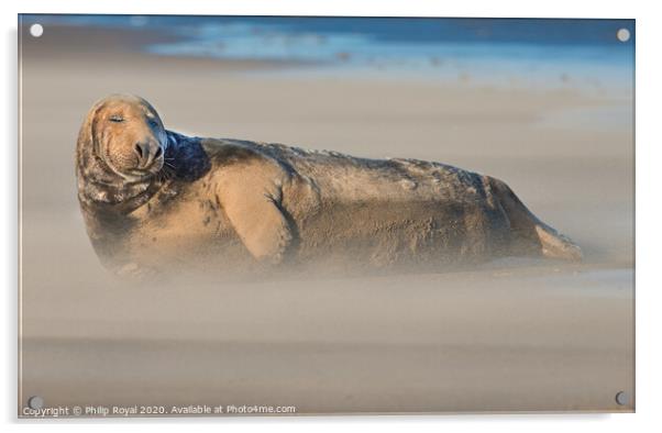 A Grey Seal in Drifting Sand with eyes closed Acrylic by Philip Royal
