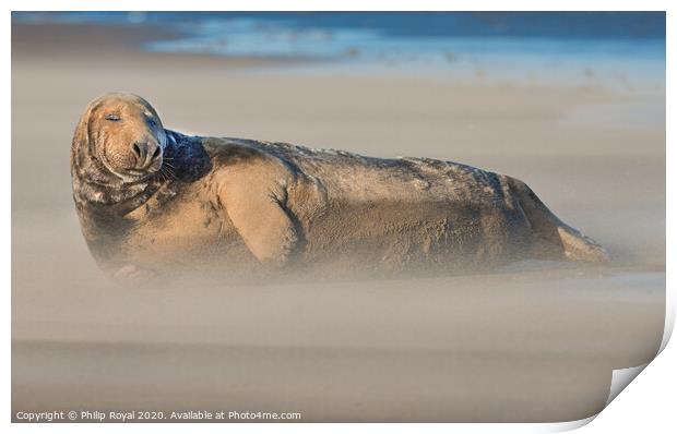 A Grey Seal in Drifting Sand with eyes closed Print by Philip Royal