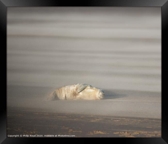 Abandoned Grey Seal pup in Drifting Sand Framed Print by Philip Royal