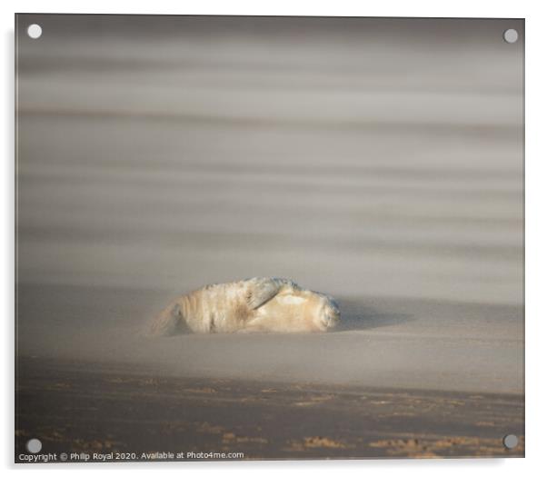 Abandoned Grey Seal pup in Drifting Sand Acrylic by Philip Royal