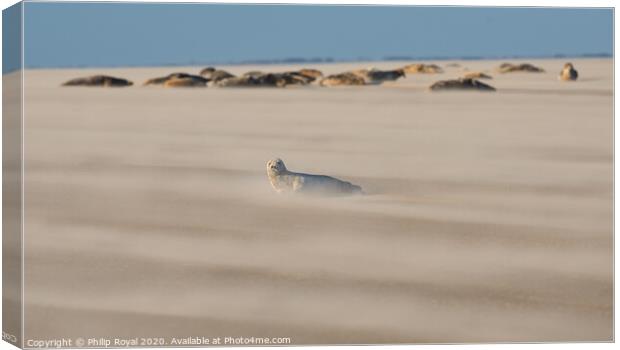 Grey Seal pup with group in Drifting Sand Canvas Print by Philip Royal