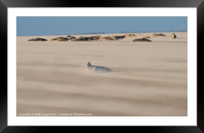 Grey Seal pup with group in Drifting Sand Framed Mounted Print by Philip Royal