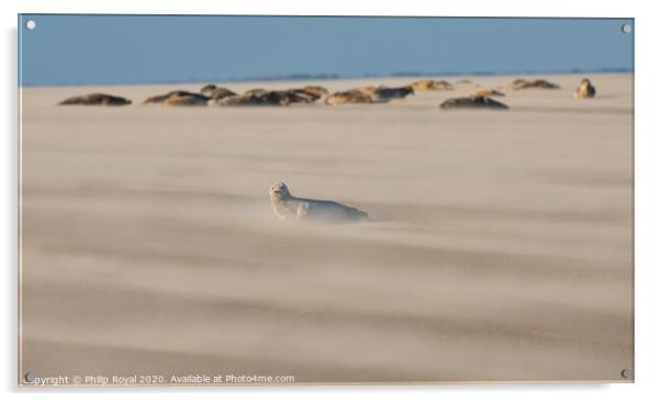 Grey Seal pup with group in Drifting Sand Acrylic by Philip Royal