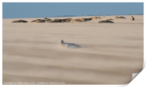 Grey Seal pup with group in Drifting Sand Print by Philip Royal