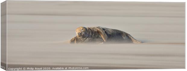 Adult Grey Seal lying in Drifting Sand Canvas Print by Philip Royal