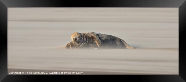 Adult Grey Seal lying in Drifting Sand Framed Print by Philip Royal