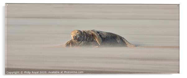 Adult Grey Seal lying in Drifting Sand Acrylic by Philip Royal