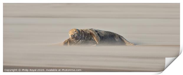 Adult Grey Seal lying in Drifting Sand Print by Philip Royal