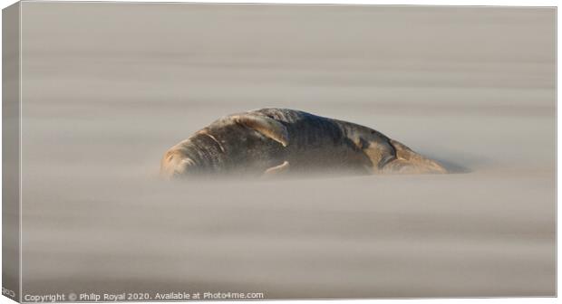 An Adult Sleeping Grey Seal in Drifting Sand Canvas Print by Philip Royal