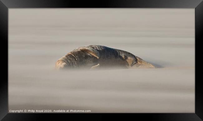 An Adult Sleeping Grey Seal in Drifting Sand Framed Print by Philip Royal
