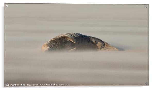 An Adult Sleeping Grey Seal in Drifting Sand Acrylic by Philip Royal