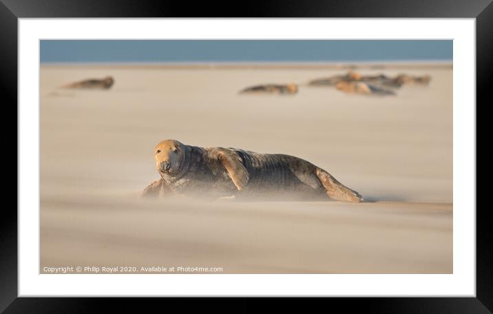 Adult Grey Seal and herd in Drifting Sand Framed Mounted Print by Philip Royal