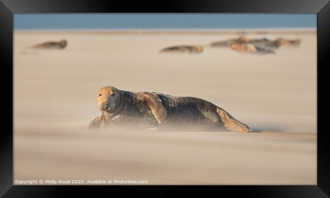 Adult Grey Seal and herd in Drifting Sand Framed Print by Philip Royal