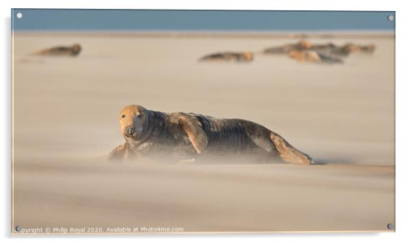Adult Grey Seal and herd in Drifting Sand Acrylic by Philip Royal