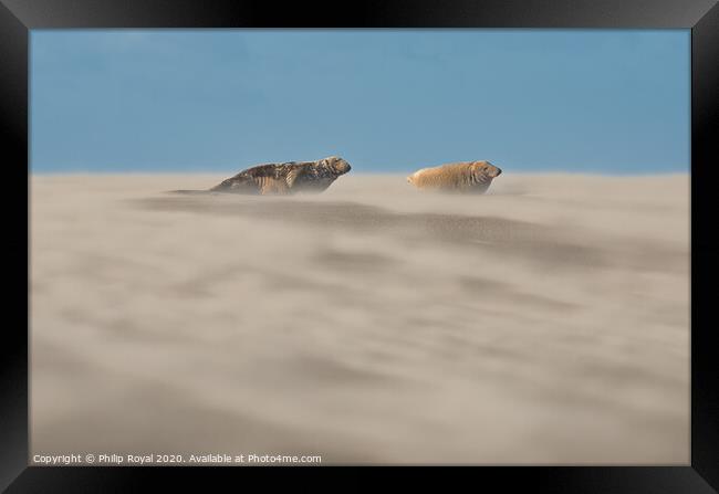 Grey Seal pair in Drifting Sand Framed Print by Philip Royal