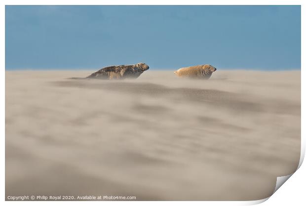 Grey Seal pair in Drifting Sand Print by Philip Royal