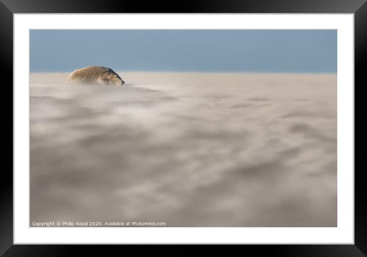 Abstract view of a Grey Seal in Drifting Sand Framed Mounted Print by Philip Royal