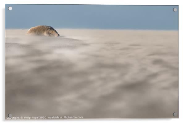 Abstract view of a Grey Seal in Drifting Sand Acrylic by Philip Royal