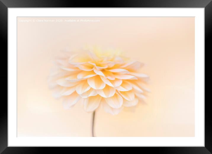 Dahlia Framed Mounted Print by Claire Norman