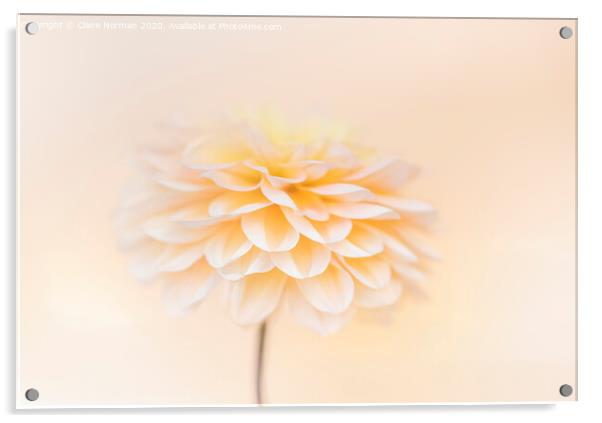 Dahlia Acrylic by Claire Norman