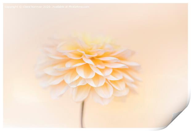 Dahlia Print by Claire Norman