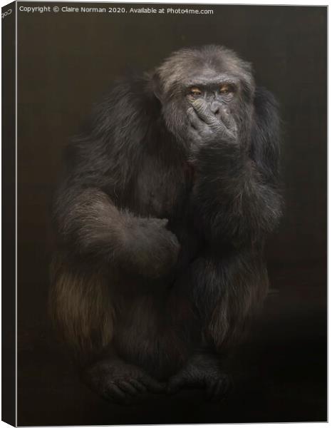 A close up of a chimpanzee Canvas Print by Claire Norman