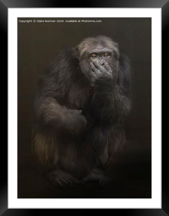 A close up of a chimpanzee Framed Mounted Print by Claire Norman