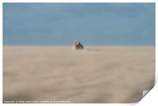 A grey Seal lying in Drifting Sand - Abstract dist Print by Philip Royal