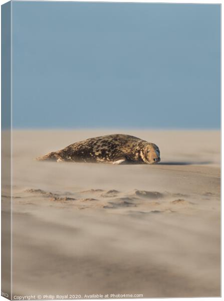 A Grey Seal lying in Drifting Sand (portrait forma Canvas Print by Philip Royal