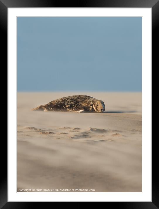 A Grey Seal lying in Drifting Sand (portrait forma Framed Mounted Print by Philip Royal