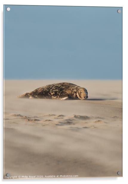 A Grey Seal lying in Drifting Sand (portrait forma Acrylic by Philip Royal