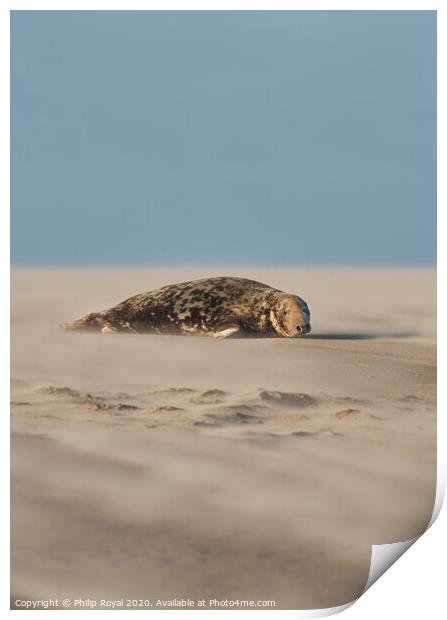 A Grey Seal lying in Drifting Sand (portrait forma Print by Philip Royal