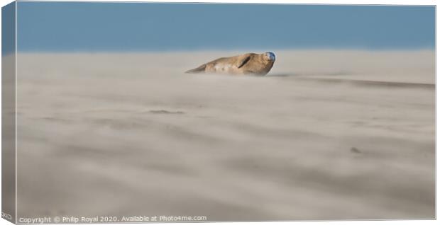 Single Grey Seal lying in Drifting Sand - Abstract Canvas Print by Philip Royal