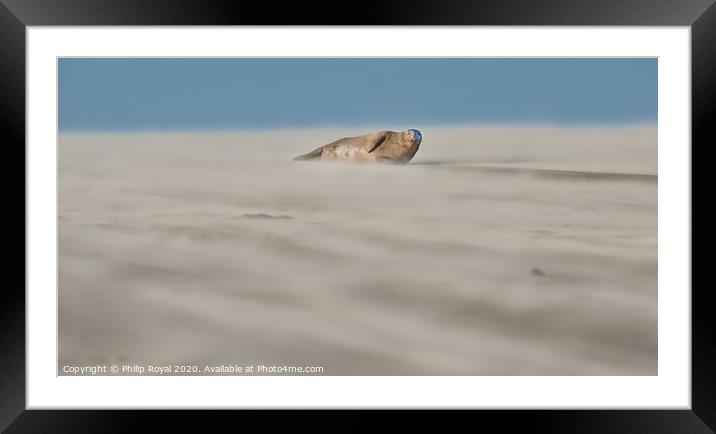Single Grey Seal lying in Drifting Sand - Abstract Framed Mounted Print by Philip Royal