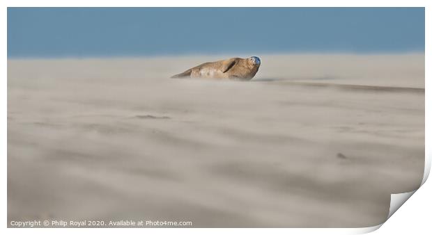 Single Grey Seal lying in Drifting Sand - Abstract Print by Philip Royal