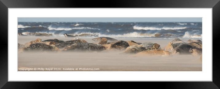 Grey Seal Group lying in Drifting Sand Framed Mounted Print by Philip Royal