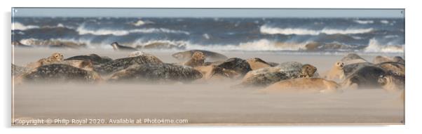 Grey Seal Group lying in Drifting Sand Acrylic by Philip Royal
