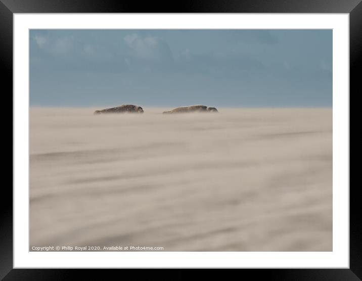 Grey Seal pair lying in Drifting Sand Framed Mounted Print by Philip Royal