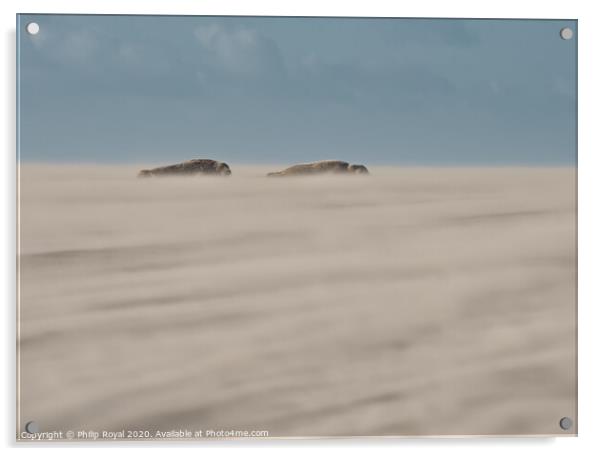 Grey Seal pair lying in Drifting Sand Acrylic by Philip Royal