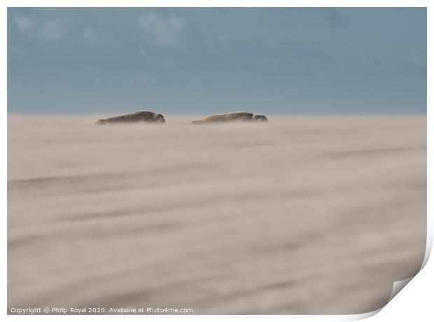 Grey Seal pair lying in Drifting Sand Print by Philip Royal