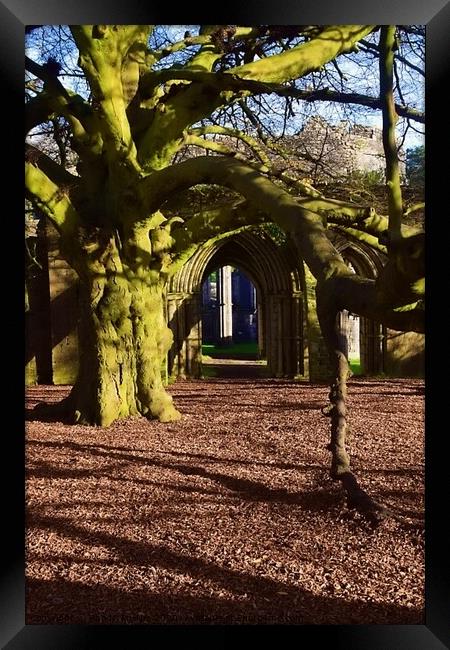 The Tree of the Year, Margam Framed Print by Rhodri Phillips