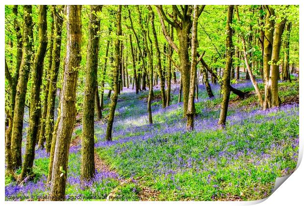 Bluebells at Ten Acre Woods, Margam Print by Rhodri Phillips