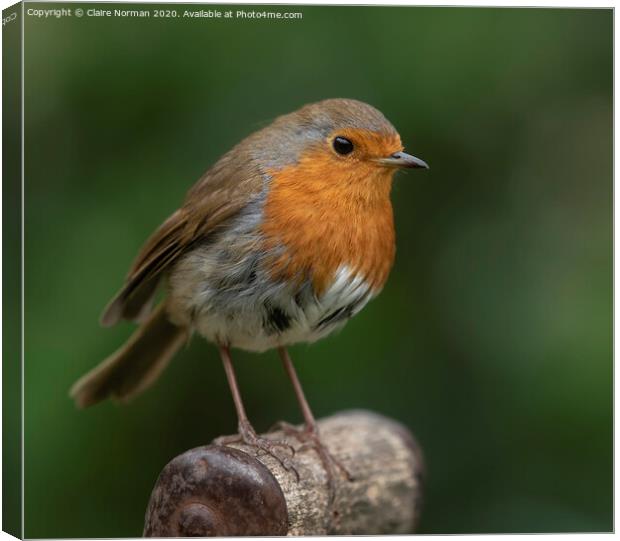 Robin Canvas Print by Claire Norman