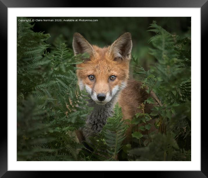 A fox looking at the camera Framed Mounted Print by Claire Norman
