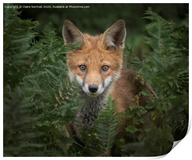 A fox looking at the camera Print by Claire Norman
