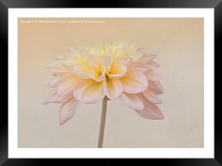 Flower Framed Mounted Print by Claire Norman