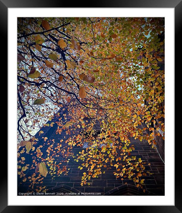 Autumn Framed Mounted Print by David Bennett