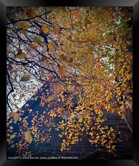 Autumn Framed Print by David Bennett
