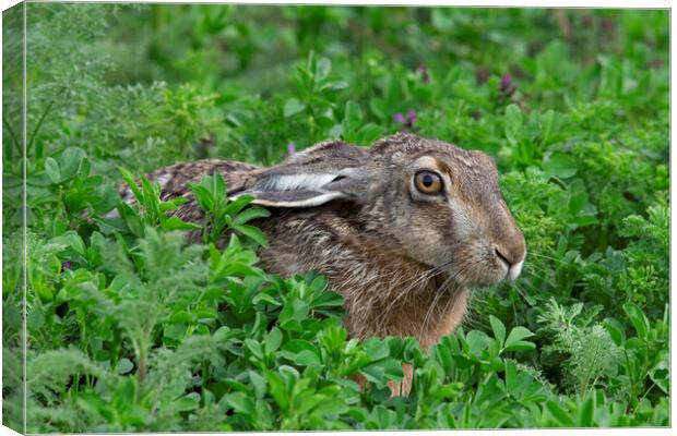Brown Hare in Meadow Canvas Print by Arterra 